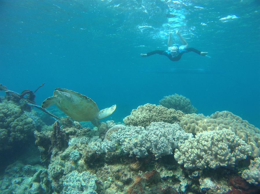 Swimmer looking at a sea turtle underwater